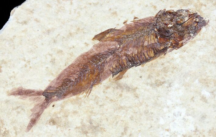 Knightia Fossil Fish - Wyoming #60812